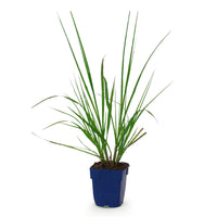 Green boutiQ - Grasses - Pennisetum alop. Black Beauty - Fountaingrass - With Plume - Green - 1 Plant - Pot 11cm - Height 15-25cm