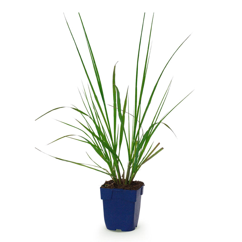 Green boutiQ - Grasses - Pennisetum alop. Black Beauty - Fountaingrass - With Plume - Green - 1 Plant - Pot 11cm - Height 15-25cm