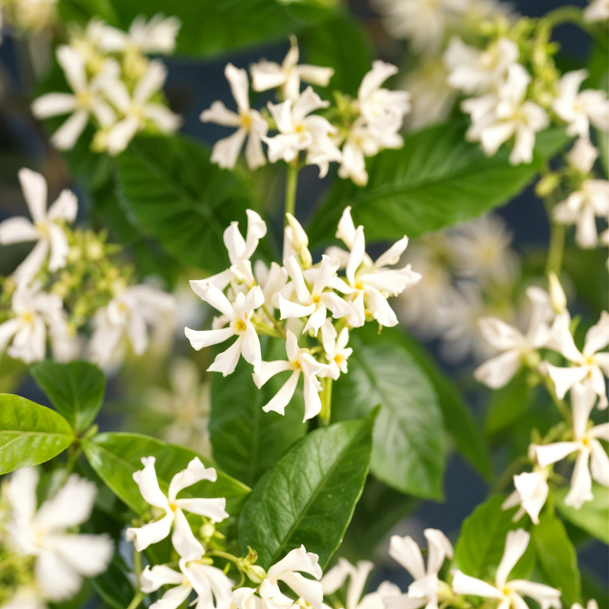 Green boutiQ - Toscaanse jasmijn - Trachelospermum jasminoides - Bloem Wit - Groenblijvend  - 2 planten - Pot 11cm Hoogte 40cm