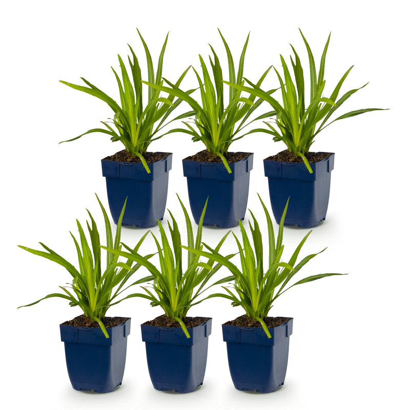 Green boutiQ - Vasteplant - Liatris spicata - Lampenkruid - Bijen- en vlinderlokkers - Paars - 6 Planten - Pot 11cm - Hoogte 15-25cm
