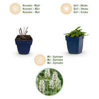 Green boutiQ - Perennial - Stachys off. Alba - Lamb's Ear - Bee and butterfly attractors - White - 24 Plants - Pot 11cm - Height 15-25cm