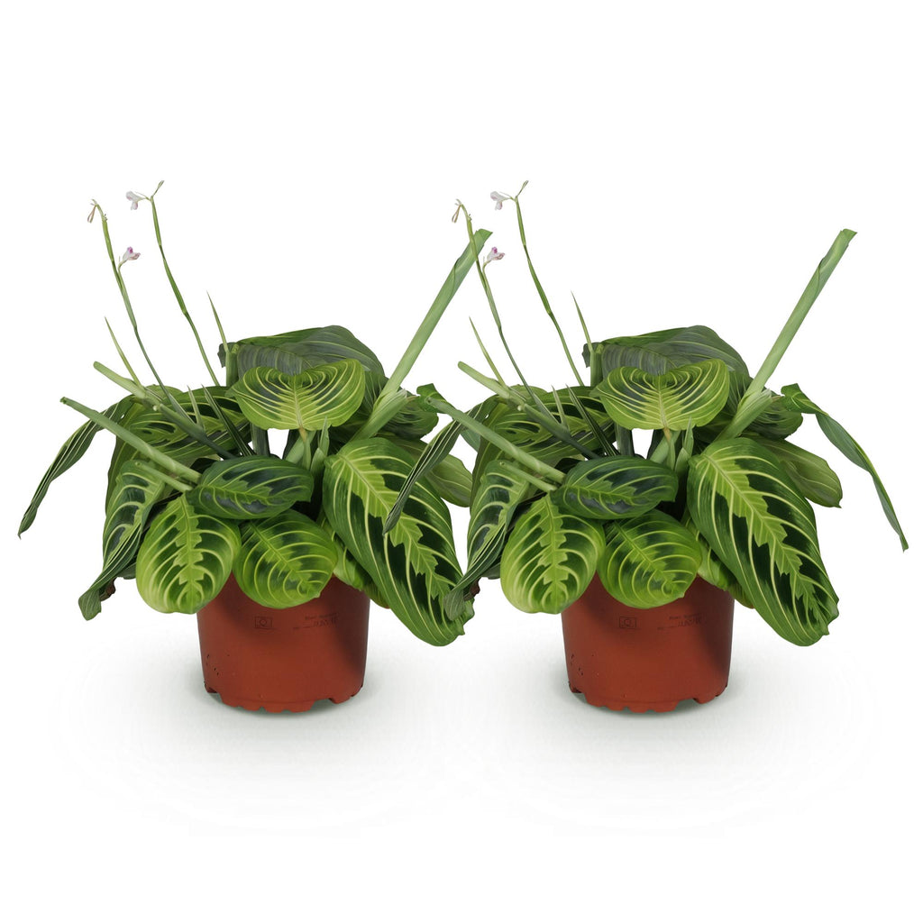 Green boutiQ - Zimmerpflanze - Maranta Fascinator Lemon Lime - Gebetspflanze - Haustierfreundlich - Grün - 2 Pflanzen - Topf 12cm - Höhe 30-35cm