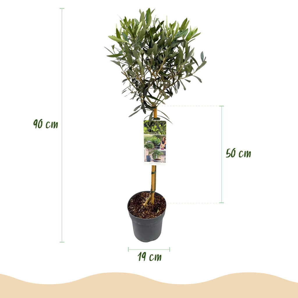 Green boutiQ - Plante sur tige - Olea Europaea - Plante de terrasse - Persistante - Rustique - Feuillage vert olive - Pot 19cm Hauteur 90cm