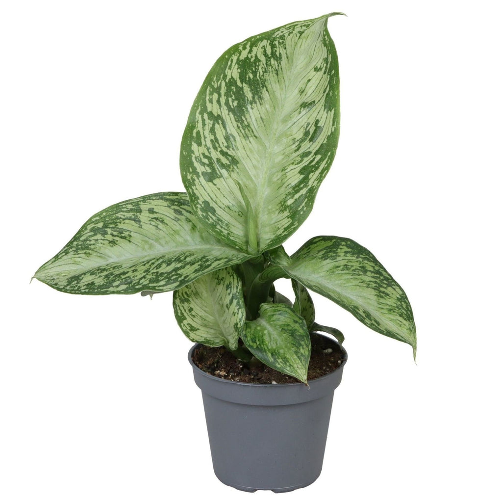 Dieffenbachia Snow - Snow Dumb Cane - Green - Tropical - Ø6cm - ↕15cm