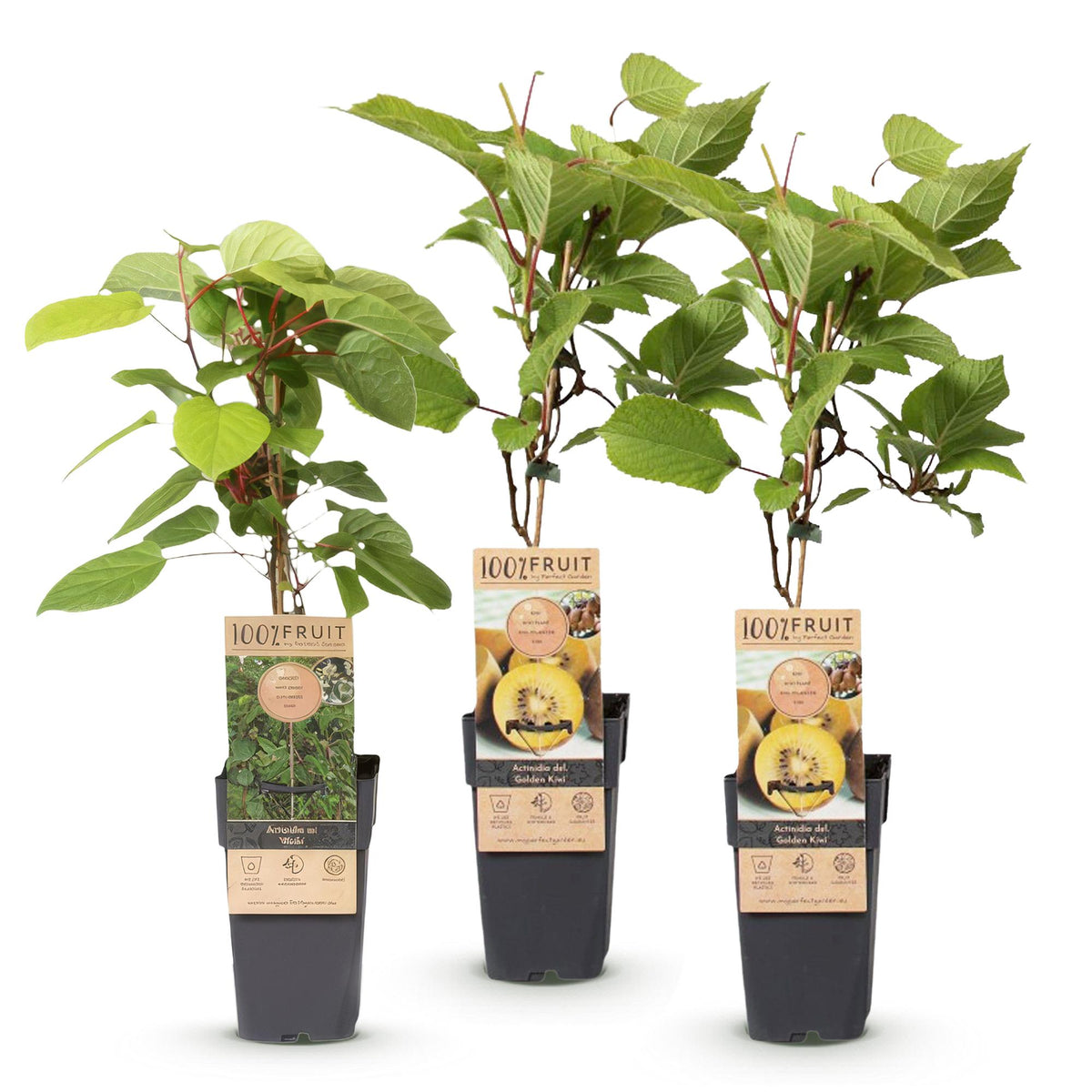 Green boutiQ - Plant fruitier - Actinidia Weiki & Kiwi doré - Pied de kiwi - 1 mâle - 2 femelles - Plantes - Jaune - Pot 15cm - Hauteur 50cm