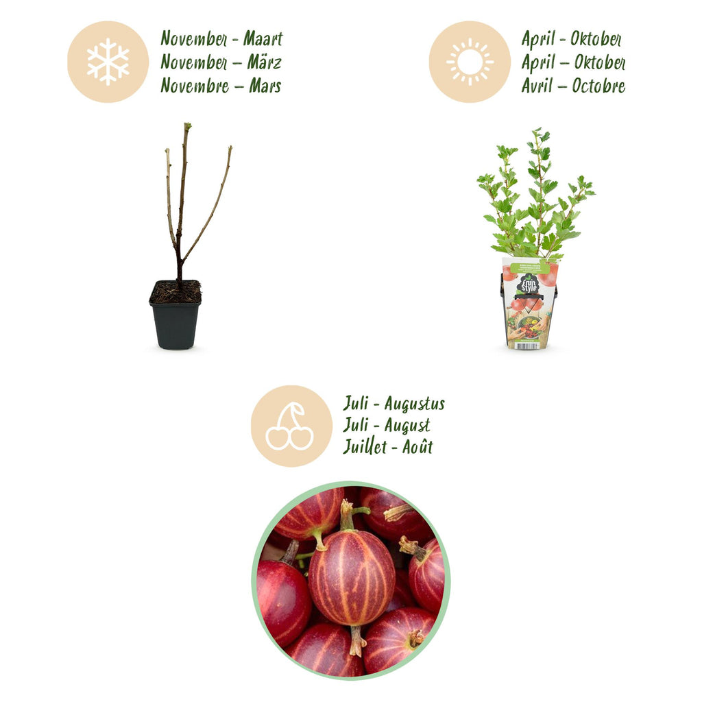 Green boutiQ - Plants fruitiers - Groseillier à maquereau - Ribes uva-crispa Hinnonmaki Rod - Rustique - 6 Plantes - Pot 9 cm - Groseille rouge
