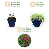 Green boutiQ - Perennial - Thymus praecox Red Carpet - Creeping Thyme - Fragrant - Red-Pink - 1 Plant - Pot 11cm - Height 15-25cm