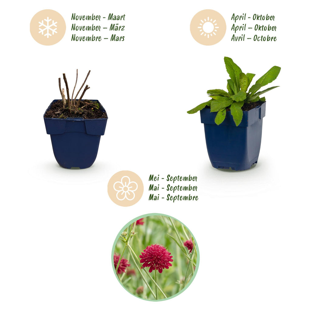 Green boutiQ - Stauden - Knautia macedonica - Mazedonische Witwenblume - Bienen- und Schmetterlingsmagnet - Dunkelrot - 12 Pflanzen - Topf 11 cm - Höhe 15-25 cm