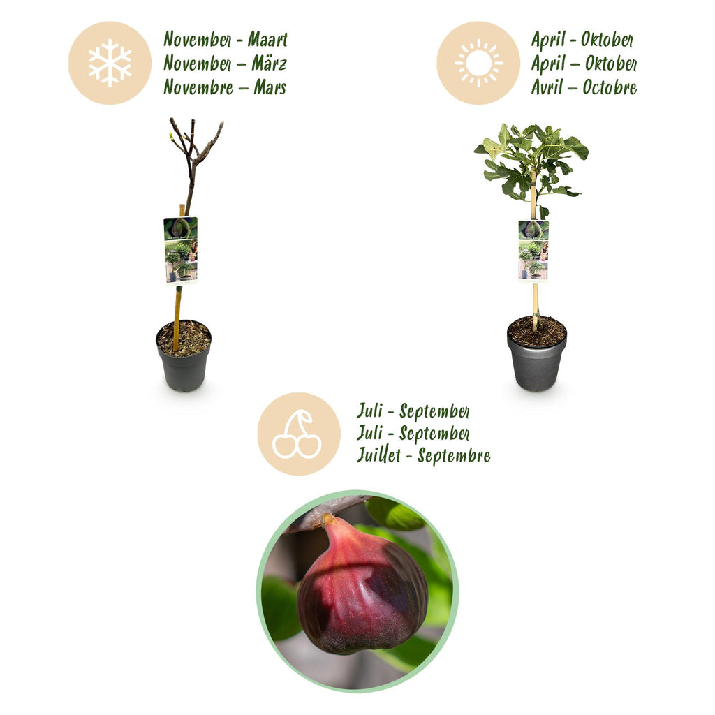 Green boutiQ - Plante sur tige - Ficus carica Brown Turkey - Plante de terrasse - Caduc - Rustique - Fruit vert - Pot 19cm Hauteur 90cm