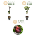Green boutiQ - Plante sur tige - Ficus carica Brown Turkey - Plante de terrasse - Caduc - Rustique - Fruit vert - Pot 19cm Hauteur 90cm