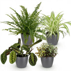 Green boutiQ - Zimmerpflanze - Chlorophytum - Maranta - Callisia - Nephrolepis - 4er-Set - Haustierfreundliche Pflanzen - Grün - 4 Pflanzen - mit grauem Übertopf - Topf 12 cm - Höhe 25 cm