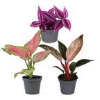 3x Baby Paradise Mix - Various colours - Tropical - Ø6cm - ↕10-15cm