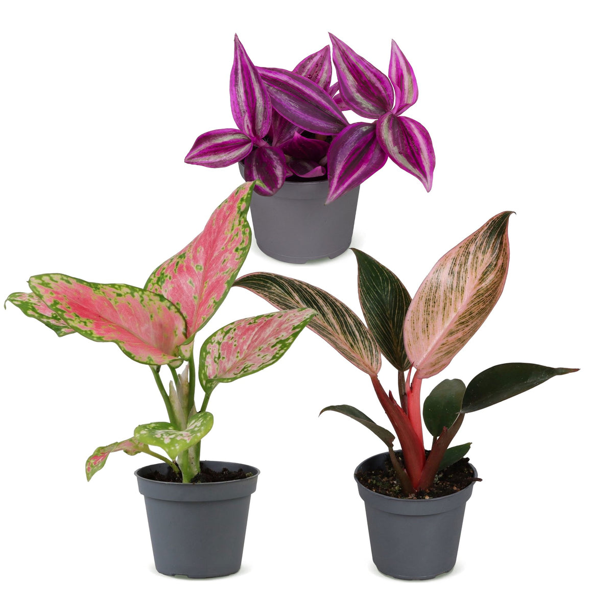 3x Baby Paradise Mix - Various colours - Tropical - Ø6cm - ↕10-15cm