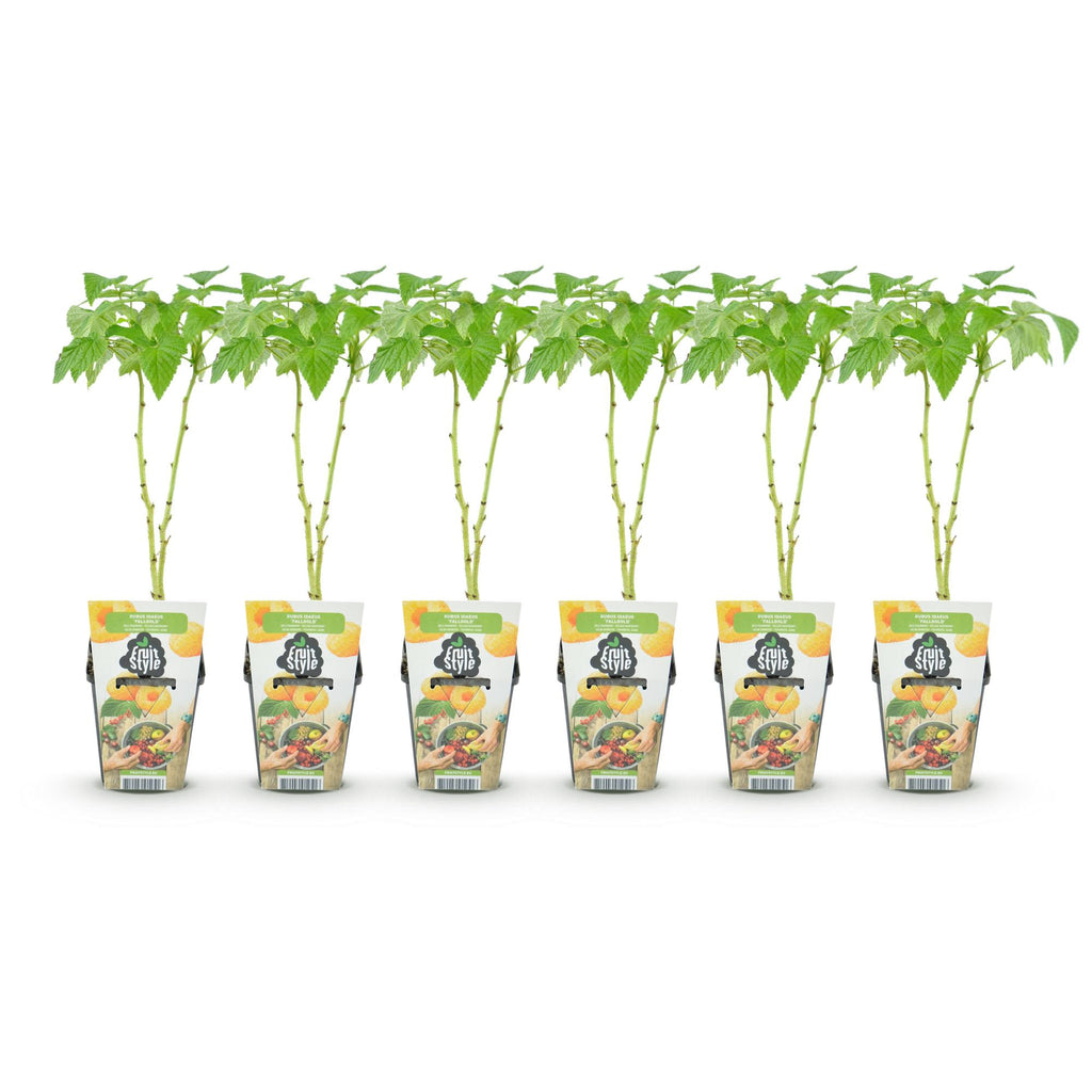 Green boutiQ - Plants fruitiers - Framboisier - Rubus idaeus Fallgold - Rustique - 6 plantes - Pot 9 cm - Framboise jaune