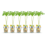 Green boutiQ - Plants fruitiers - Framboisier - Rubus idaeus Fallgold - Rustique - 6 plantes - Pot 9 cm - Framboise jaune