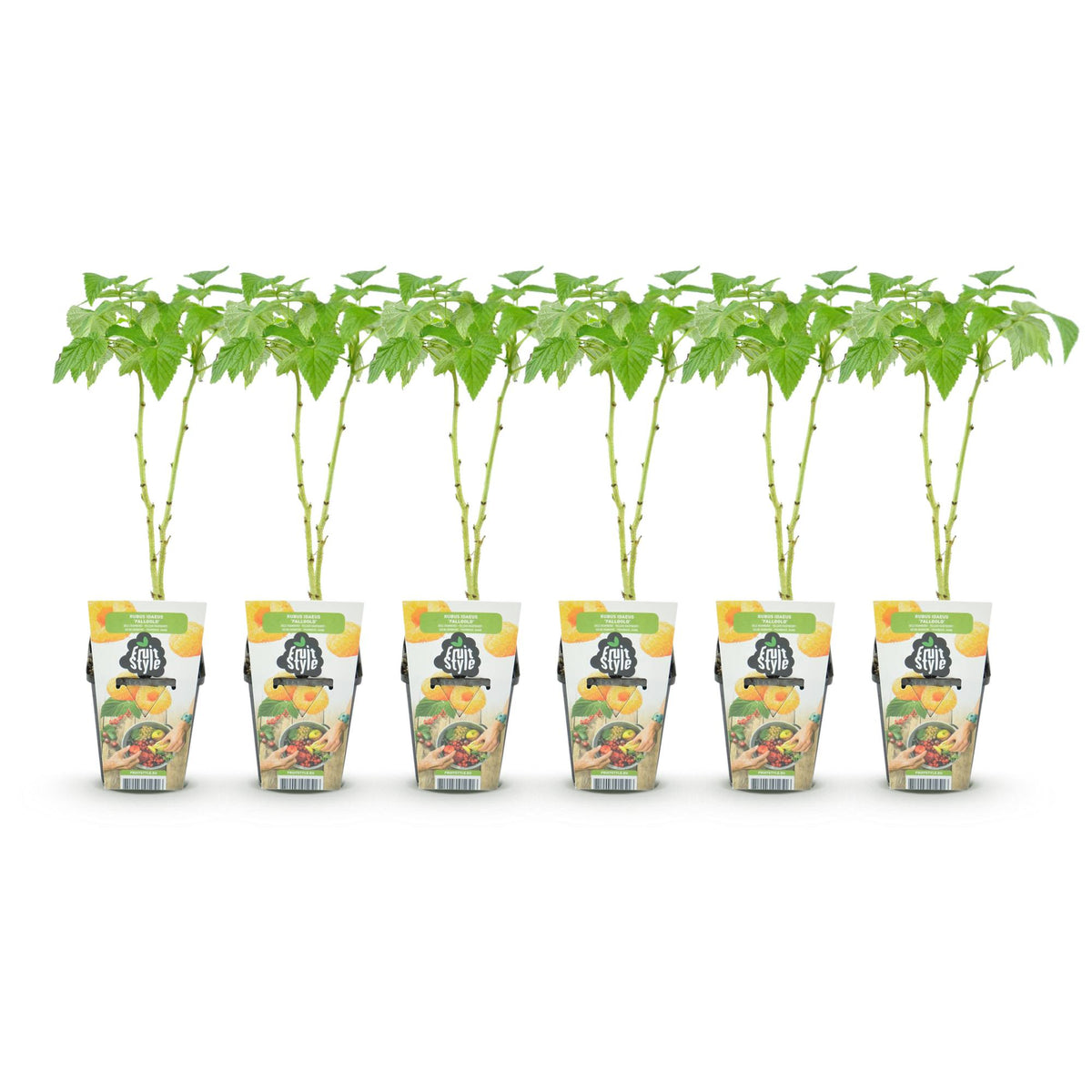 Green boutiQ - Plants fruitiers - Framboisier - Rubus idaeus Fallgold - Rustique - 6 plantes - Pot 9 cm - Framboise jaune