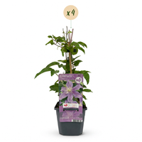 4x Clematis Justa - Bosrank - Licht Blauw - Klimplant - Ø9cm - ↕35cm