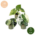 3x Baby Alocasia Tricolour Variegata - Green - Black - Variegata - Tropical - incl. Linnea Olive - Ø6cm - ↕5-15cm