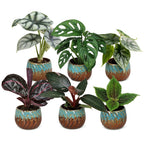 6x Baby Jungle Mix - Various colours - Tropical - incl. Copper Reef - Ø6cm - ↕10-15cm