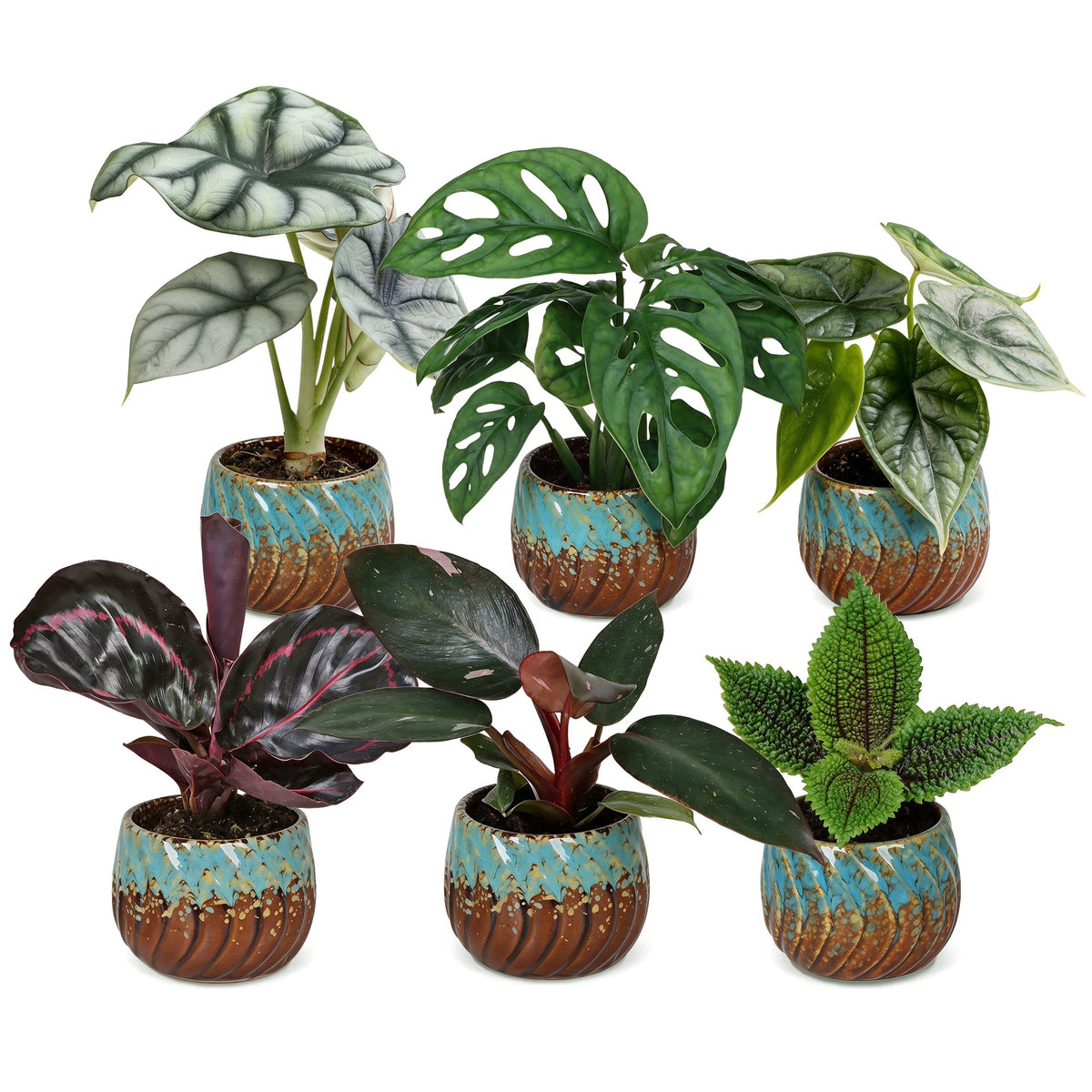 6x Baby Jungle Mix - Various colours - Tropical - incl. Copper Reef - Ø6cm - ↕10-15cm