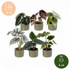6x Baby Alocasia Familie - Red - Green - Black - Silver - Grey - Tropical - incl. Linnea Olive - Ø6cm - ↕12cm