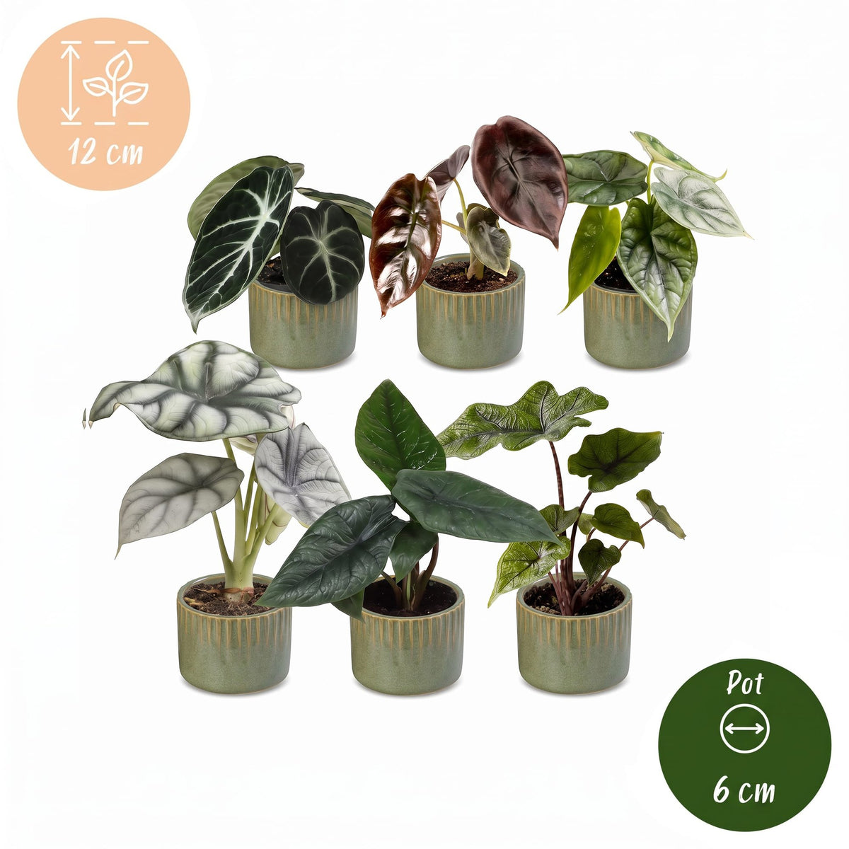 6x Baby Alocasia Familie - Red - Green - Black - Silver - Grey - Tropical - incl. Linnea Olive - Ø6cm - ↕12cm