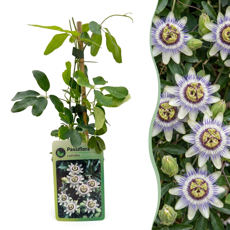 6x Passiflora caerulea - Blaue Passionsblume - Weiß - Violett - Kletterpflanze - Ø9cm - ↕35cm
