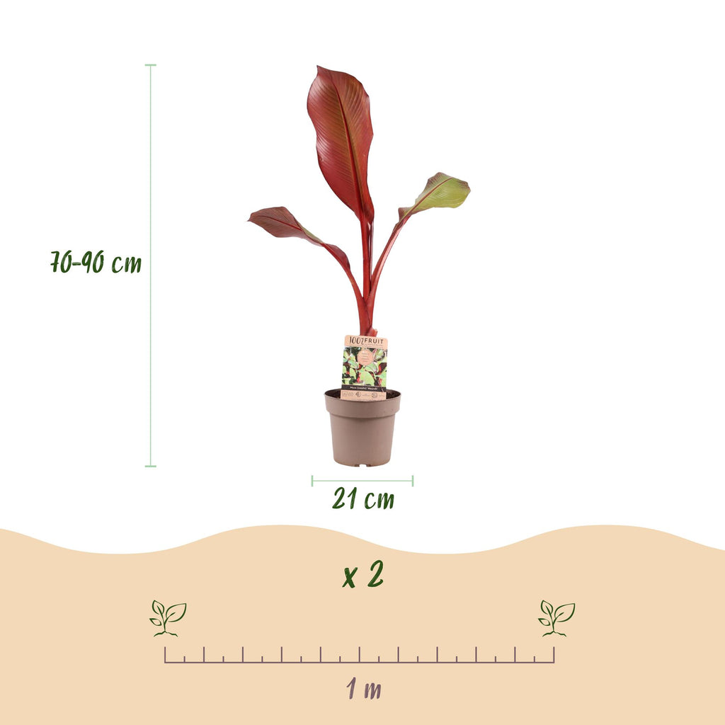 Green boutiQ - Plante fruitière - Musa ensete Maurelli - Bananier - Rustique - Rouge-Vert - 1 Plante - Pot 21cm - Hauteur 90cm
