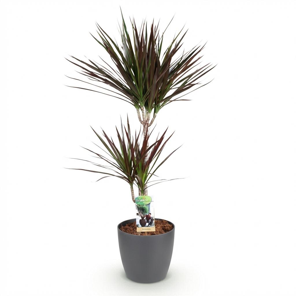 Green BoutiQ - Plantes d'intérieur - Dracaena Magenta - Dragonnier - Peu d'entretien - Vert - 1 plante - avec pot gris - Pot 21cm - Hauteur 90-100cm