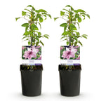Green boutiQ - Plante grimpante - Clématite Pink Fantasy - Fleur rose - Peu d'entretien - 2 plantes - Pot 11cm Hauteur 40cm