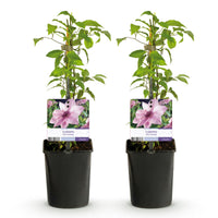 Green boutiQ - Klimplant - Clematis Pink Fantasy - Bloem Roze - Weinig onderhoud -2 planten -  Pot 11cm Hoogte 40cm