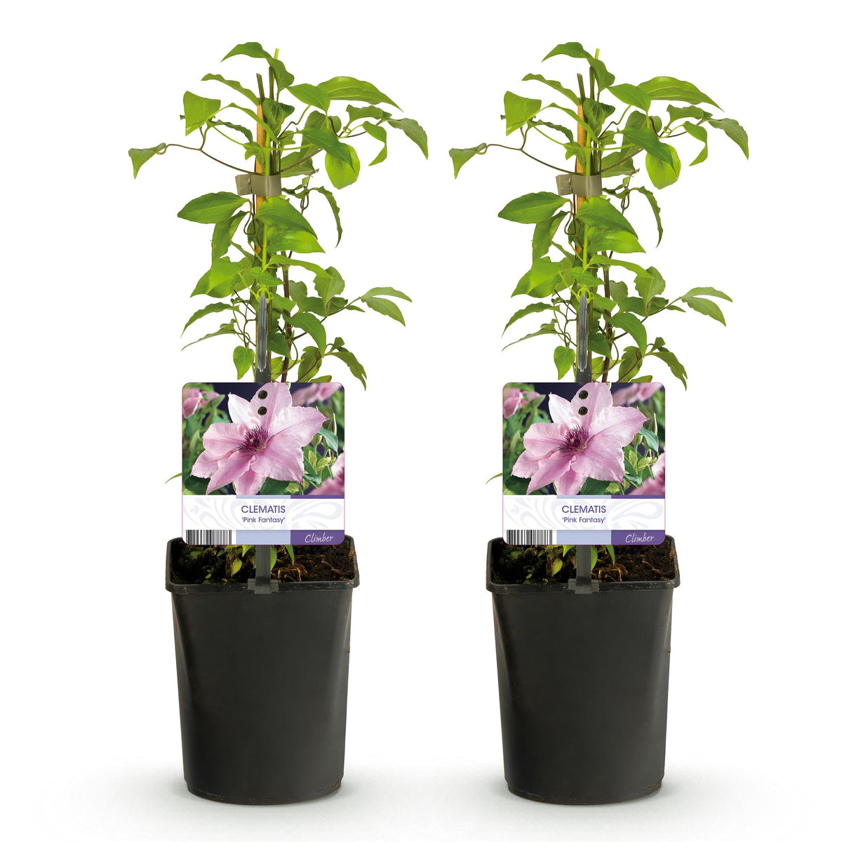Green boutiQ - Plante grimpante - Clématite Pink Fantasy - Fleur rose - Peu d'entretien - 2 plantes - Pot 11cm Hauteur 40cm