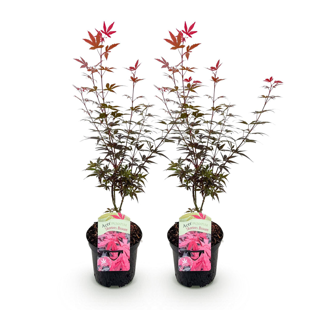 Green boutiQ - Plante de terrasse - Érable du Japon - Acer palmatum Skeeter's Broom - Violet - 2 plantes - Caduc - Pot 19cm Hauteur 70cm