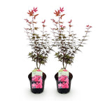 Green boutiQ - Plante de terrasse - Érable du Japon - Acer palmatum Skeeter's Broom - Violet - 2 plantes - Caduc - Pot 19cm Hauteur 70cm