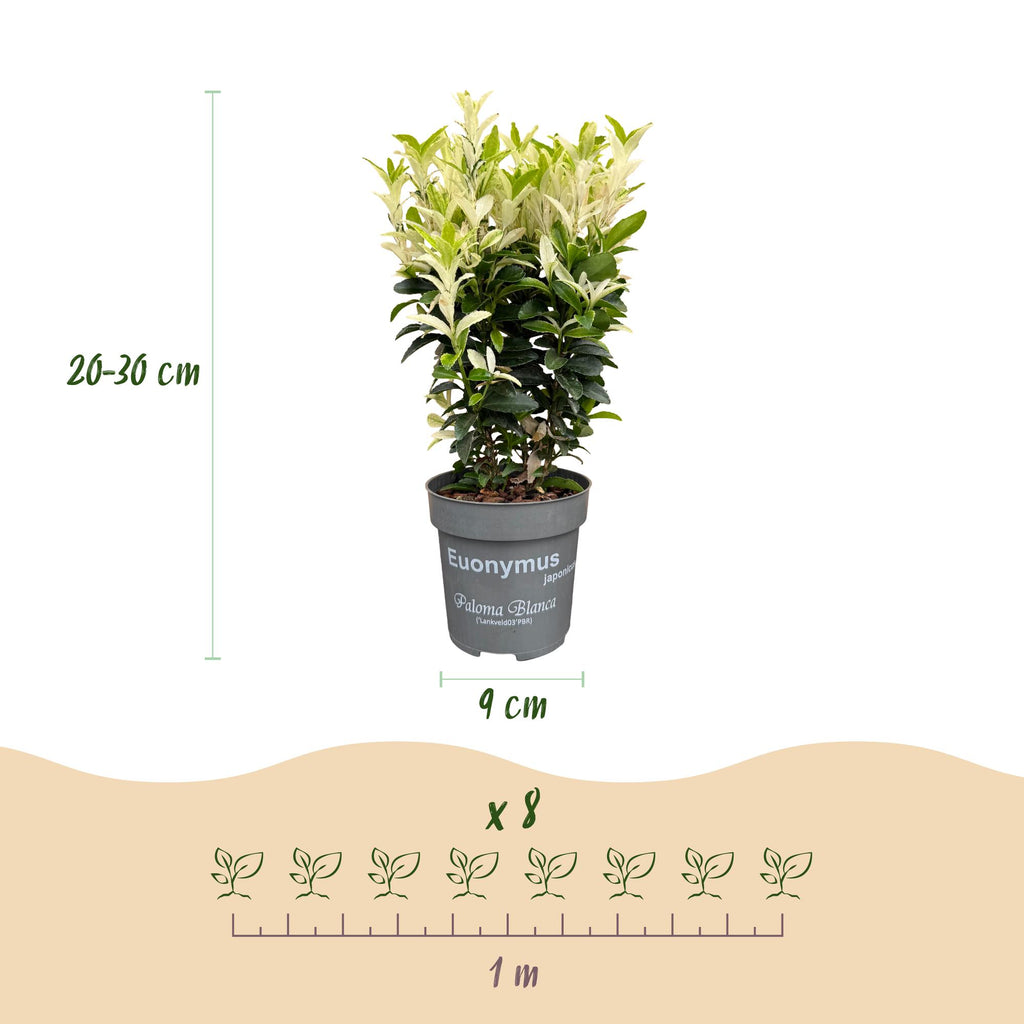 Green boutiQ - 24x Euonymus japonica Paloma Blanca - Japanischer Spindelstrauch - Heckenpflanzen - Immergrün - Grün - Weiß - Topf 9cm - Höhe 20-30cm
