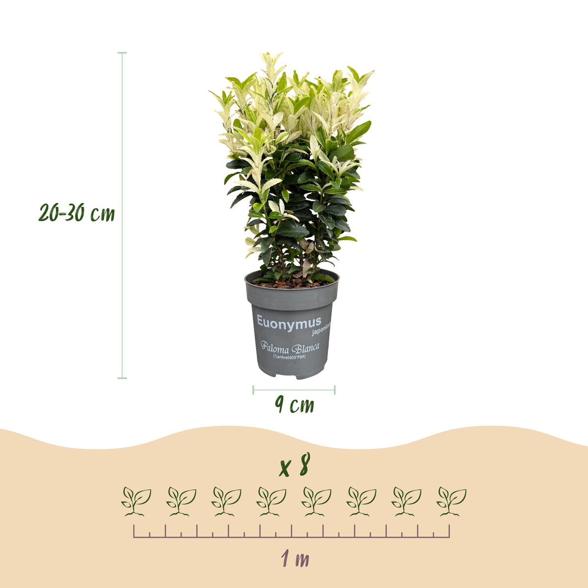 Green boutiQ - 24x Euonymus japonica Paloma Blanca - Kardinaalsmuts - Haagplanten - Groenblijvend - Groen - Wit - Pot 9cm - Hoogte 20-30cm