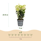 Green boutiQ - 24x Euonymus japonica Paloma Blanca - Japanischer Spindelstrauch - Heckenpflanzen - Immergrün - Grün - Weiß - Topf 9cm - Höhe 20-30cm