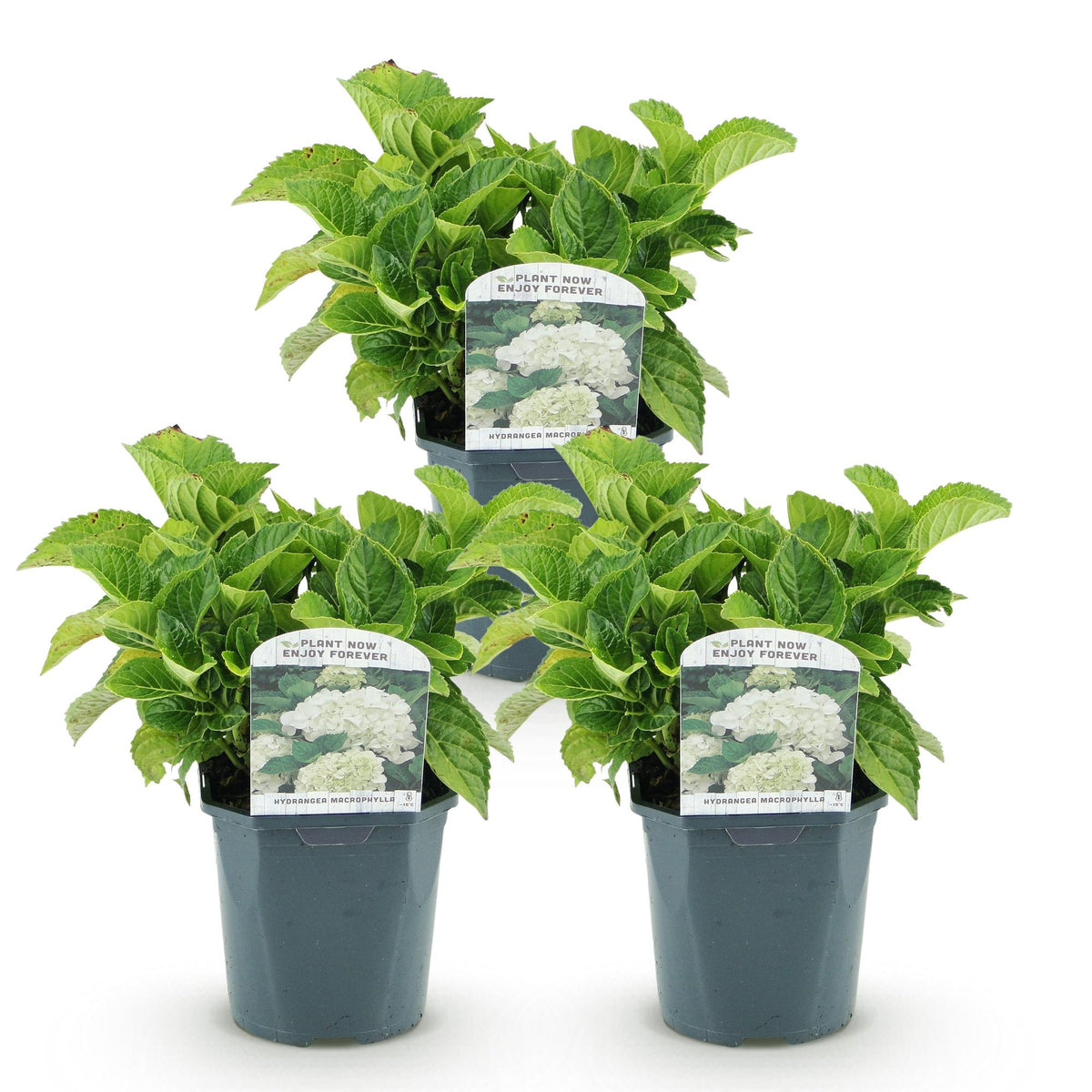 Green boutiQ - Hortensia - Hydrangea macrophylla Blanc - Fleur Blanche - 3 Plantes - 1 m2 - Caduc - Peu d'entretien - Pot 17cm Hauteur 30cm