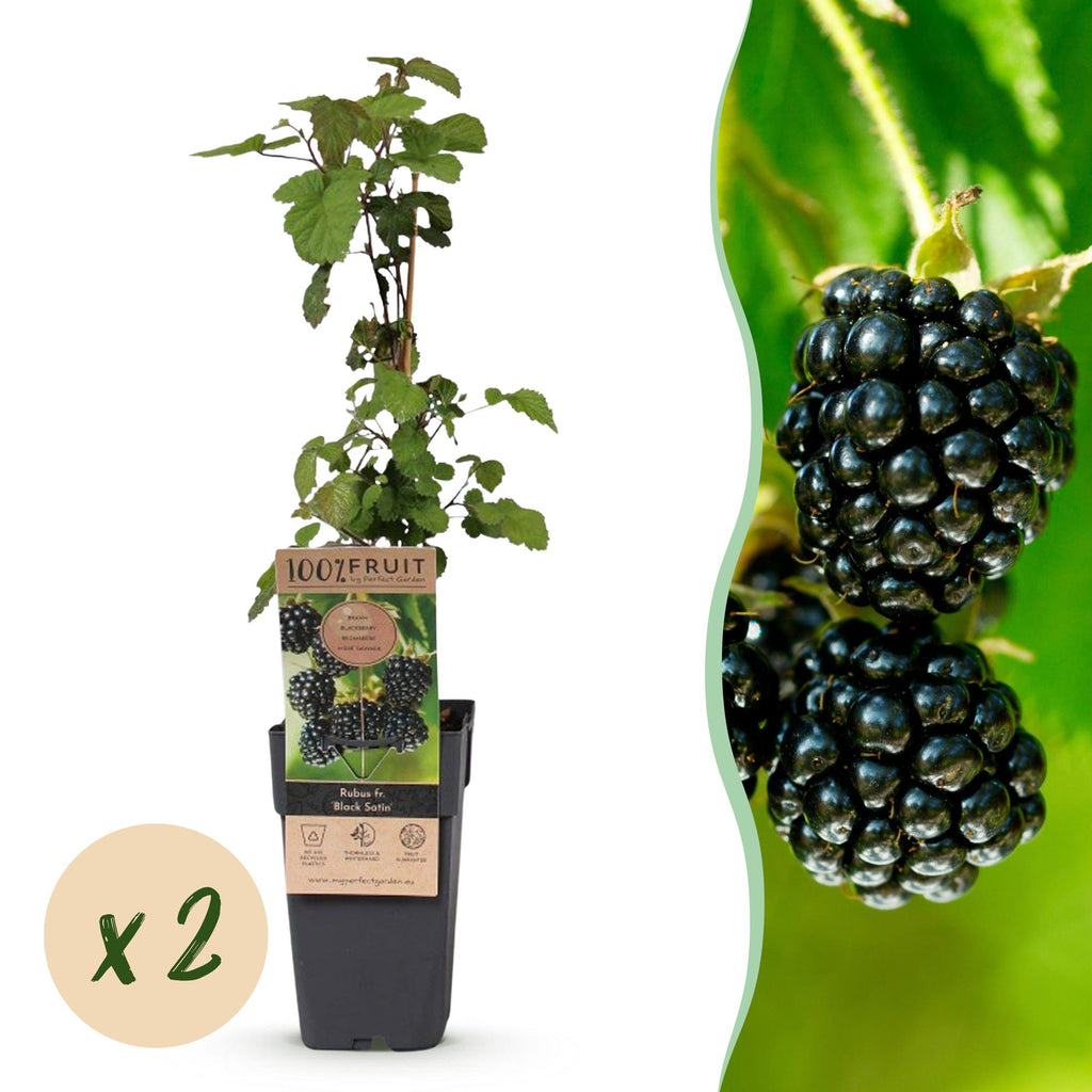 Green boutiQ - Plant fruitier - Rubus fruticosus Black Satin - Mûrier - Rustique - Mûre noire - 2 plantes - Pot 15cm - Hauteur 50cm