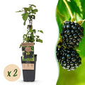 Green boutiQ - Plant fruitier - Rubus fruticosus Black Satin - Mûrier - Rustique - Mûre noire - 2 plantes - Pot 15cm - Hauteur 50cm