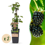 Green boutiQ - Plant fruitier - Rubus fruticosus Black Satin - Mûrier - Rustique - Mûre noire - 2 plantes - Pot 15cm - Hauteur 50cm
