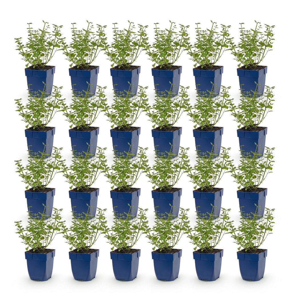 Green boutiQ - Stauden - Nepeta faassenii Walker's Low - Katzenminze - Bienen- und Schmetterlingsmagnet - Blau - 24 Pflanzen - Topf 11cm - Höhe 15-25cm