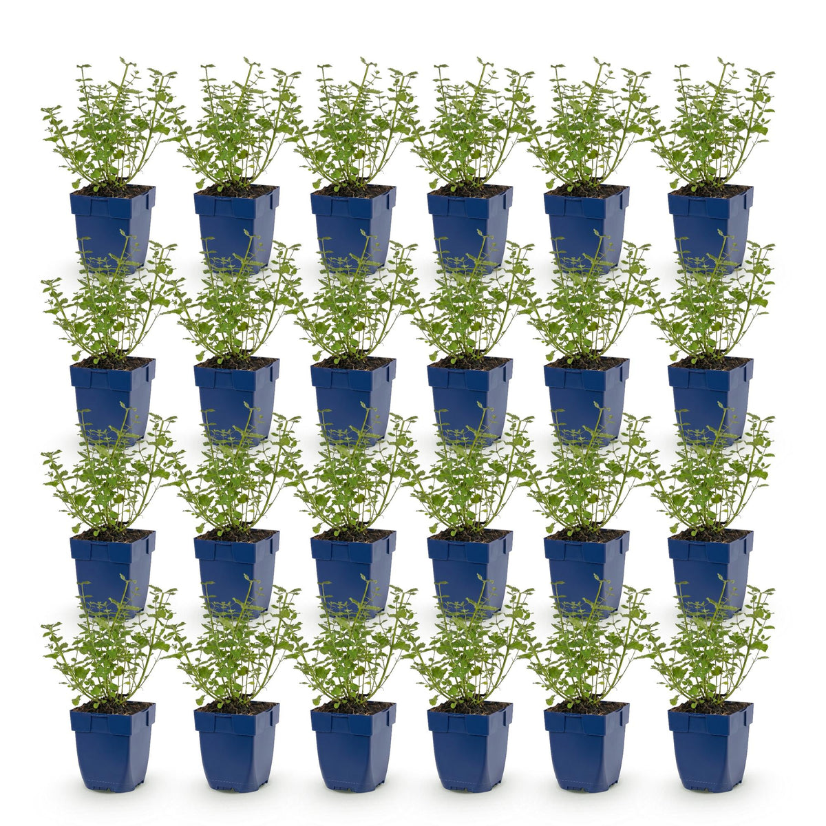 Green boutiQ - Vasteplant - Nepeta faassenii Walker's Low - Kattenkruid - Bijen en Vlinderlokkers - Blauw - 24 Planten - Pot 11cm - Hoogte 15-25cm