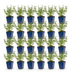 Green boutiQ - Stauden - Nepeta faassenii Walker's Low - Katzenminze - Bienen- und Schmetterlingsmagnet - Blau - 24 Pflanzen - Topf 11cm - Höhe 15-25cm