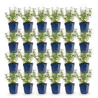 Green boutiQ - Vasteplant - Nepeta faassenii Walker's Low - Kattenkruid - Bijen en Vlinderlokkers - Blauw - 24 Planten - Pot 11cm - Hoogte 15-25cm