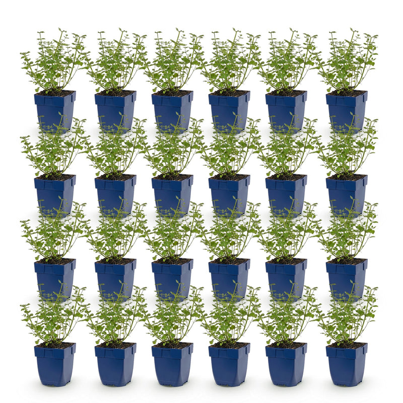 Green boutiQ - Vasteplant - Nepeta faassenii Walker's Low - Kattenkruid - Bijen en Vlinderlokkers - Blauw - 24 Planten - Pot 11cm - Hoogte 15-25cm
