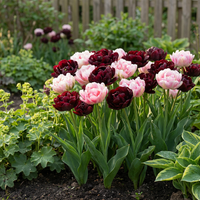 24x Tulipa Sweet Desire mix - Tulp Sweet Desire mix - Diversen - Voorjaarsbloeier - Bolmaat 11/12