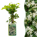 6x Clematis vitalba - Clématite vigne-blanche - Blanc - Grimpante - Ø9cm - ↕35cm