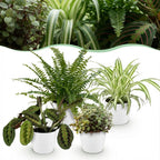 Green boutiQ - Zimmerpflanze - Grünlilie - Marante - Schönpolster - Schwertfarn - 4er-Set - Haustierfreundliche Pflanzen - Grün - 4 Pflanzen - mit weißem Übertopf - Topf 12cm - Höhe 25cm