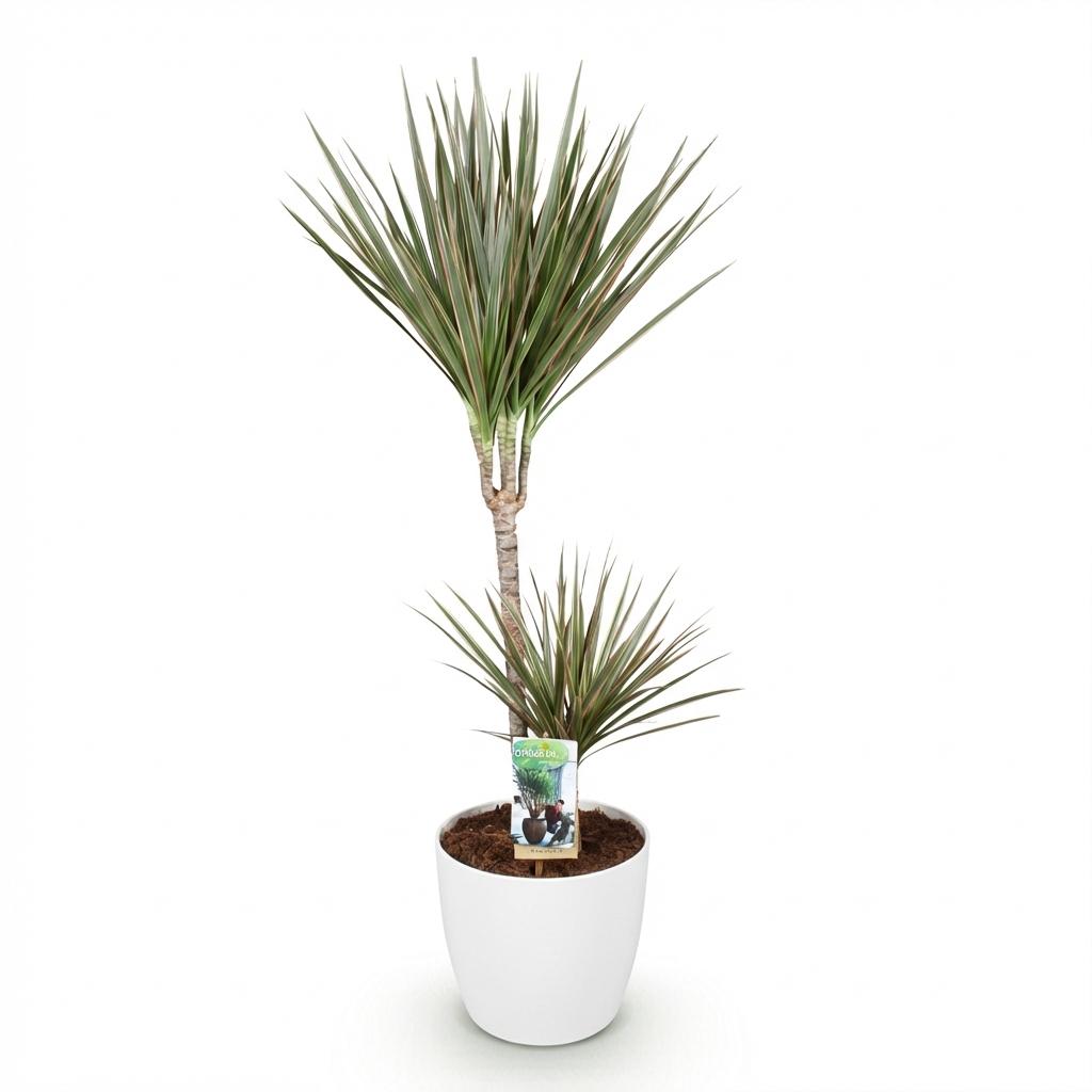 Green BoutiQ - Plantes d'intérieur - Dracaena Marginata Bicolor - Dragonnier - Peu d'entretien - Vert - 1 plante - avec pot blanc - Pot 21 cm - Hauteur 90-100 cm